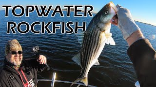 TOPWATER ROCKFISH Striped Bass at Janes Island Maryland Chesapeake Bay Rockfish [upl. by Ahseryt620]