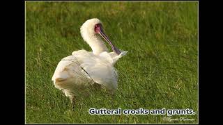 African Spoonbill call [upl. by Carder122]