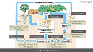 SPM How to remember nitrogen cycle  Nitrogen fixation nitrification denitrification [upl. by Yenial]