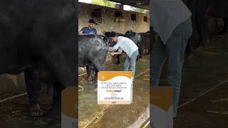 100Solution of buffalo heat cycle and repeat breedingdairybusiness buffalobusiness dairyfarmidea [upl. by Izawa]