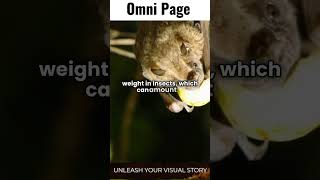 Are Bats Natures Ultimate Pest Control  facts history wildlife [upl. by Ultun]