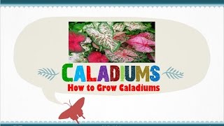 How to Grow Caladiums from Seed or Corm by your own StepbyStep Tutorial [upl. by Anyale]