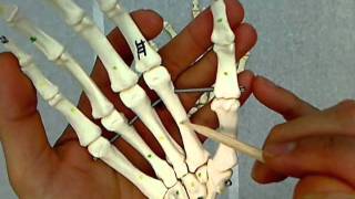 bones of the hand and carpus wrist [upl. by Ynnus10]