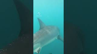 2 Great White Sharks Crossing Paths greatwhite [upl. by Eisseb]