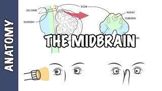 Clinical Anatomy  Midbrain structure function and midbrain lesions [upl. by Diann149]