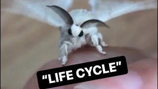 Life Cycle of Domestic Silk Moths Bombyx mori [upl. by Harmony405]