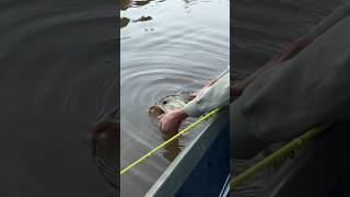 Drained Lake Giant Bass 😳 bassfishing fishing [upl. by Correy]