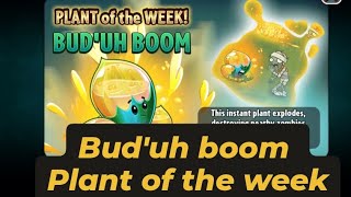 Plant Vs Zombies 2 event this week Bud uh Boom Plant of this week pvz2 Event 2024 [upl. by Eillat762]