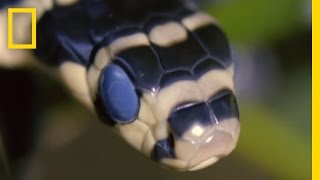 King Cobra Devours Water Snake  National Geographic [upl. by Nirac525]