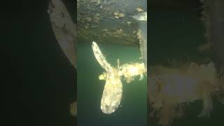 Sailboat underwater drone inspection chasing fifish rov boat [upl. by Stultz921]