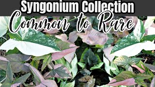 Syngonium podophyllum Collection Common to Rare varieties Amazing Houseplants amp Garden Plants [upl. by Adleremse]