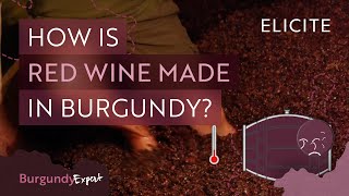 Red Winemaking In Burgundy Explained [upl. by Siugram]