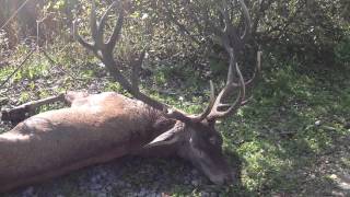 Carpathian red stag [upl. by Creigh]