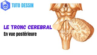 Comment dessiner le Tronc Cérébral en Vue Postérieure  4e Ventricule amp émergence des Nerfs Crâniens [upl. by Ellerred]