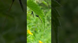 The unique emergence of a Mayfly see description [upl. by Colpin932]