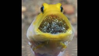 Pez bocón cabeza amarilla yellowhead jawfish Opistognathus aurifrons [upl. by Osher]