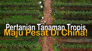 Inovasi Teknologi Pertanian Tanaman Tropis Berefisiensi Tinggi China [upl. by Ive]