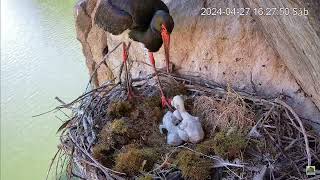 27042024 Los 4 niewyklutego jaja został przesądzony Bocian czarny  Black stork  Ciconia nigra [upl. by Scrivings]