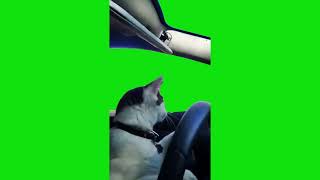 Cat Driving A Car Meme Green Screen Chroma Key Template [upl. by Siul]