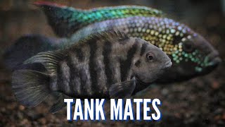 Top 10 Tank Mates for Convict Cichlids [upl. by Lerrej95]