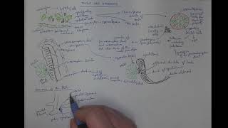 1002 Testis and epididymis [upl. by Dyana]