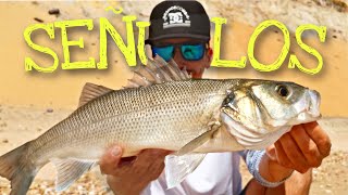 ⚠️​ 𝗧𝗢𝗣 𝟱 SEÑUELOS LUBINA II Pesca a spinning del ROBALO en VERANO [upl. by Gnouv]