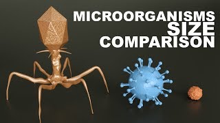 MICROORGANISMS Size Comparison  3D [upl. by Utley]