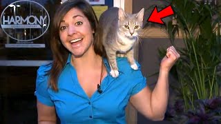 Best Cats News Bloopers [upl. by Camila592]