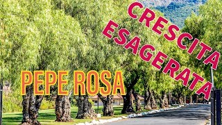 🌿Pepe Rosa  SCHINUS MOLLE [upl. by Remat138]