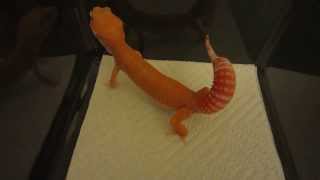 Leopard Gecko Tail Waving Behavior  Defensive Posture [upl. by Muiram]