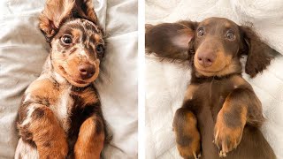 The Best Adorable Dachshund Puppies 🐶 Look Forward To Seeing Them All  Cute Puppies [upl. by Alexio]