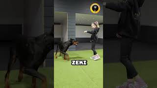 Rottweiler vs Doberman En güçlü köpek  😲 [upl. by Nibla]