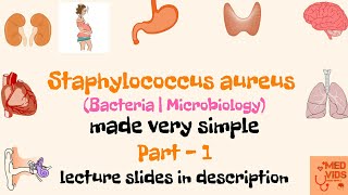 Staphylococcus aureus  Microbiology  Med Vids made simple [upl. by Innavoj516]