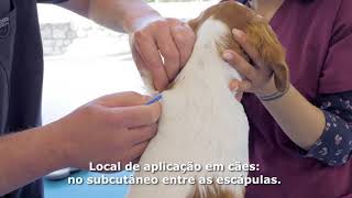 Como realizar a aplicação do microchip backhome em cães [upl. by Llekcir]