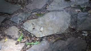 Rain sound hitting rocks  for sleep relaxation and ASMR therapy [upl. by Landrum670]