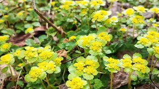 Foraging for early spring grees 5 delicious ways to eat golden saxifrage [upl. by Ened735]