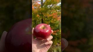 Fall apple picking🍎 bayfieldapplefest appleorchard bayfieldwi seacaves truckcamping [upl. by Blackman799]