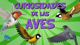 Curiosidades de las aves  Videos Educativos para Niños [upl. by Blinny526]