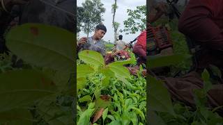 Tea leaf cutting machine  tea cutting machine sortvideo farming teaharvester cuttingmachine [upl. by Ybhsa]