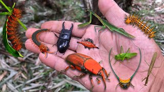 Found stag beetle and red palm beetle‼️catch demon horned spider furry caterpillar praying mantis [upl. by Scribner542]