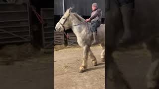 Draft horse ride horses drafthorse horseracing tophorses [upl. by Luhar937]