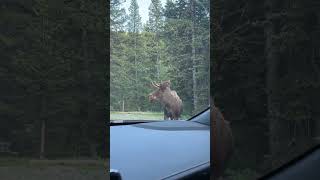 Moose Evades Grizzly Bear During Chase at Montana Campground [upl. by Anatnom713]