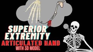 Articulated Hand Anatomy of Hand Bones  Structure Joints amp Movements  3D modelling [upl. by Adekahs]