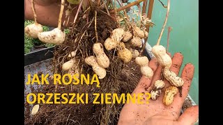 Orzeszki ziemne  zbiory Arachis hypogaea L PEANUT [upl. by Eilsil463]