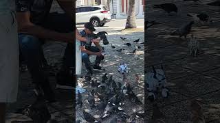 Birds 🐦 pigeons lover central park Purto Plata pigeon birdstagramalpineparrot shorts ytshorts [upl. by Aneerak450]