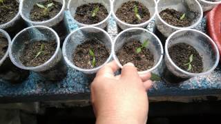 Growing Chili Seedlings Siling Labuyo Siling Makopa or Bell Pepper [upl. by Aihsatal]