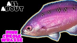 All About The Pink Creole Wrasse [upl. by Tipton]