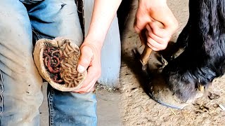 Caring for Injured Hooves in 4K Essential Cleaning Tips [upl. by Restivo]