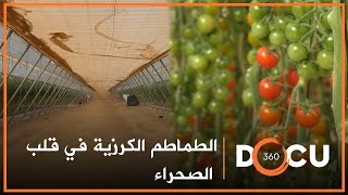 Docu360 I مشروع لزراعة الطماطم الكرزية في قلب الصحراء المغربية [upl. by Aklim]