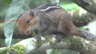 Loud squirrel chirping sounds  Squirrel sound [upl. by Nanete]